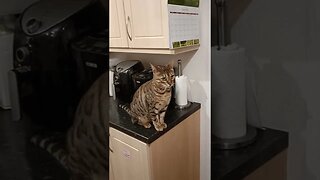 Cat confused by blender #bengalcat #funnycat