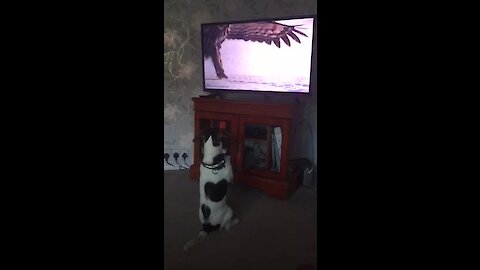 Dog sits upright like a human in order to watch nature program on TV