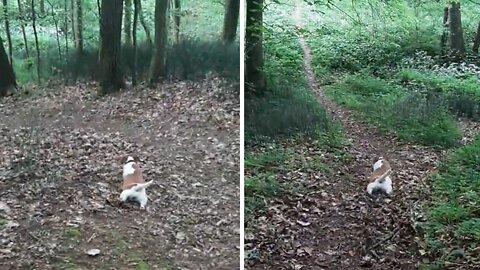 Crazy Dog Decides To Crawl Instead Of Walk