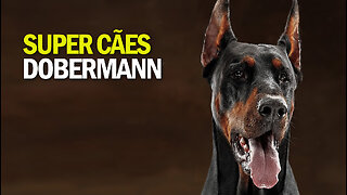 Super Cães | Dobermann | JV Jornalismo Verdade