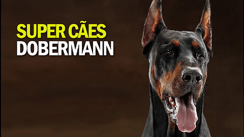 Super Cães | Dobermann | JV Jornalismo Verdade