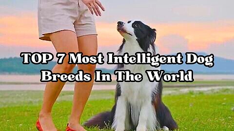 Genious Dogs – TOP 7 Most Intelligent Dog Breeds In The World!🐕