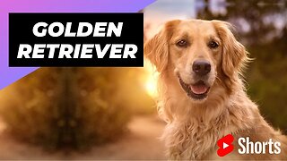 Golden Retriever 🐶 One Of The Most Intelligent Dog Breeds In The World #shorts