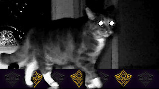 Candid Cat "Oh Crap" look! Ha! (Nightcam)