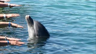 Hands-on dolphin show wows spectators