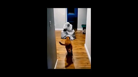The End Cute Pet 😂😂#funny #haha #funnyvideos #animals #cat #dog #pet #foryou #foryoupage #viral