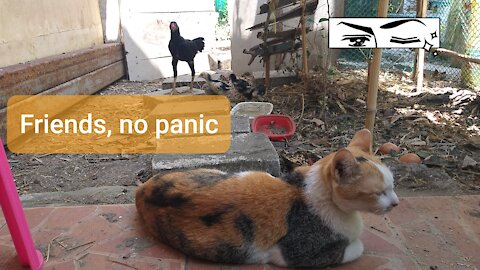 Chicken big sister sound the alarm for danger cat