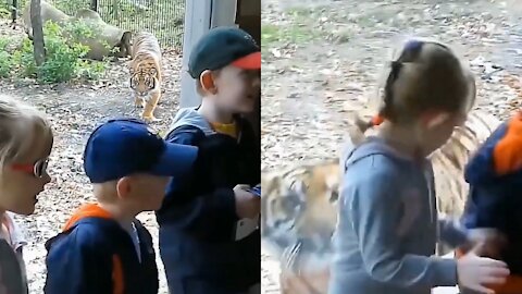 Tiger attacks children who were dancing in the park