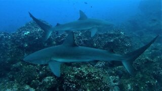 Galapagos sharks surround scuba divers and they're thrilled