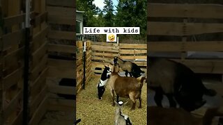 #goats #babygoat #farmanimals #cuteanimals #babyanimals #homesteading #farmlife #homesteadlife #farm