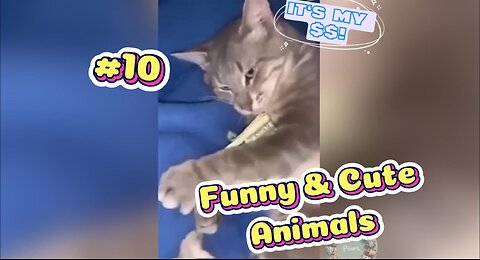 Funny Animals 😹🐶🐹 Best of the WEEK🤣DON'T MISS IT! 😂😆LOL#10