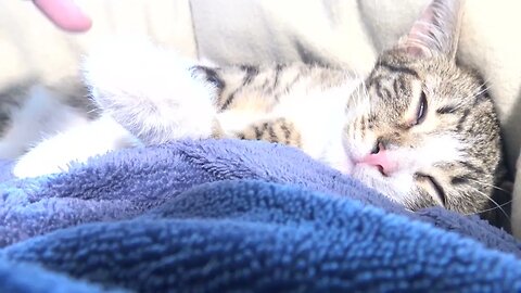 Purring Cat Baby Sleeps on My Chest - Το μωρό της γάτας που γουργουρίζει κοιμάται στο στήθος μου