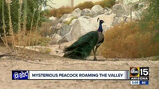 Mysterious peacock seen roaming the Valley