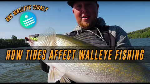 WALLEYE Fishing Tips & Tricks | How Tides Affect WALLEYE.