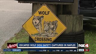 Escaped wolf dog safely captured in Naples