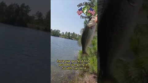 Casting in the Southern Sun 🌞🎣 #bassfishing #largemouthbassfishing