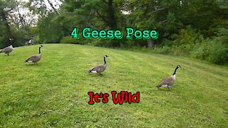 4 Geese Pose For Photo-Op