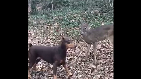 Doberman and deer are the cutest best friends