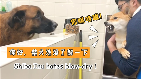 Shiba Inu Hates Blow Drying