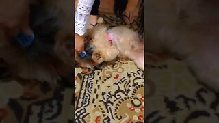 E o Cachorro Da minha prima que chupa Bico de bebê 😳kkkk #memes #viral #meme #dog #cachorrosfofos