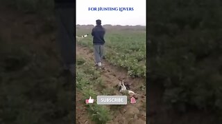 Arabian Greyhounds Vs Rabbit 🐇 Galgos árabes contra Liebres अरेबियन ग्रेहाउंड बनाम खरगोश Арабские