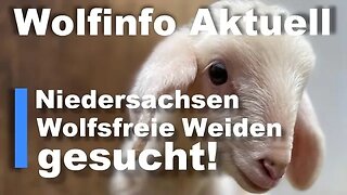 Wolfifno Aktuell Reporter 13 (Niedersachsen: Wolfsfreie Weiden gesucht.)