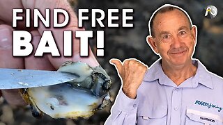 How You Find Quality FREE Bait in Lakes and Rivers! Estuary Fishing 🐟