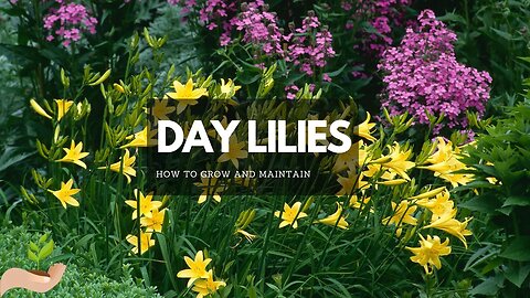 DAYLILIES: A Beautiful, Low-Maintenance Garden Perennial (so many day lilies to choose from!)