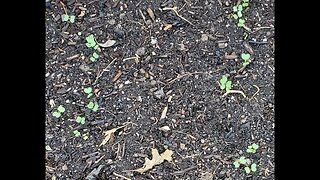 Griggs garden update - The collards are doing good. April 5, 2022