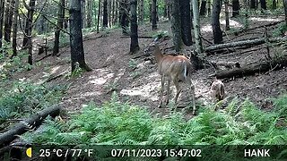 The Doe and Fawn are still around