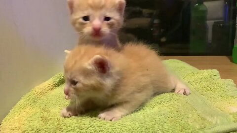 Mama Olive 2 Week Old Orange Kittens They Are Rowdy For Sure Check ‘Em Out!