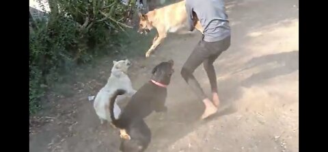 dog fight (Rottweiler, lebra, German shepherd ) funny video