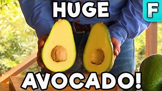 Avozilla, The World's Largest Avocado