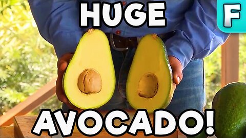 Avozilla, The World's Largest Avocado