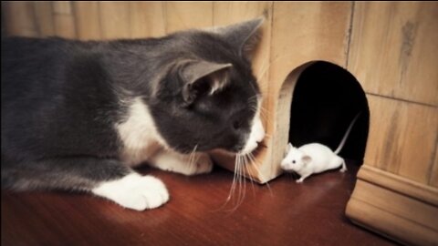 A cat hunts a mouse.