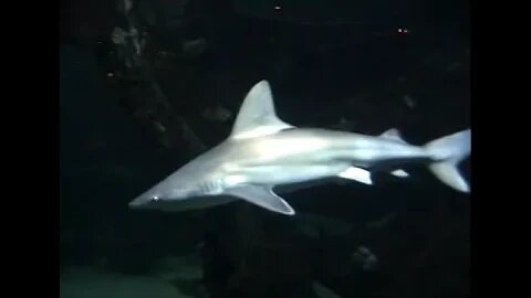 Sharks in Vegas. Mandalay Bay.