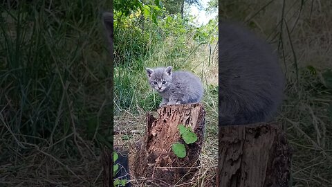 She Likes to Be Tall - Also Hunting Mice