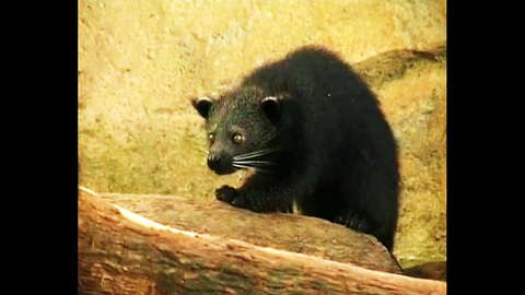 Cheeky Baby Binturong