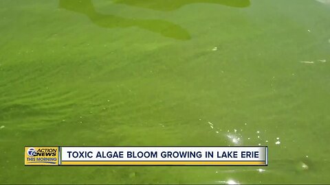 Toxic algae bloom growing in Lake Erie