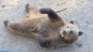 Friendly bears wave hello to park visitors