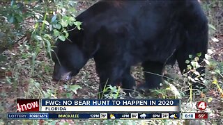 FWC: No bear hunt planned in 2020
