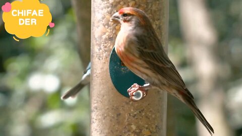 Singing and chirping of birds