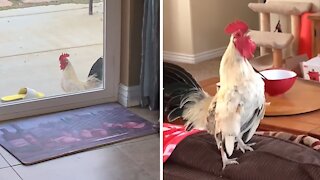 Angry rooster screams when he is not inside the house