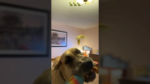 Flying dogs?!?🤣😂🦜 #happy #dog #like #puppy #meghan #birds #bird #parrot #subscribe #trending