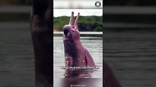 Pink Dolphin 🐬 The UNBELIEVABLE Amazon Pink!