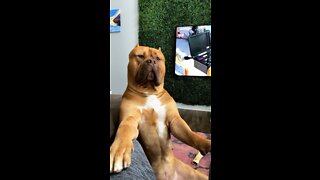 MASSIVE Pit Bull wants to have a serious conversation! 🦁🧡😆