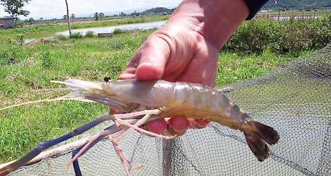 River Prawn Cooking With Sauce Recipe