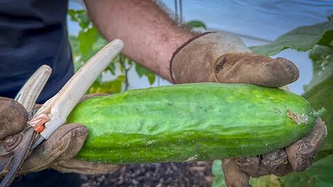 Huge cucumber 🤭