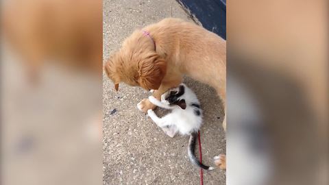 A Puppy And A Kitten Make The Best Of Friends
