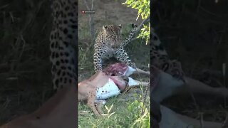 Carrion Flies Annoy Feeding Leopard #shorts